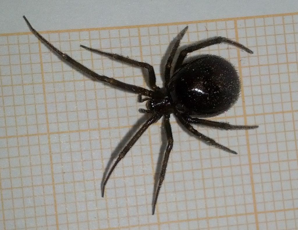 Steatoda grossa - Foligno (PG)